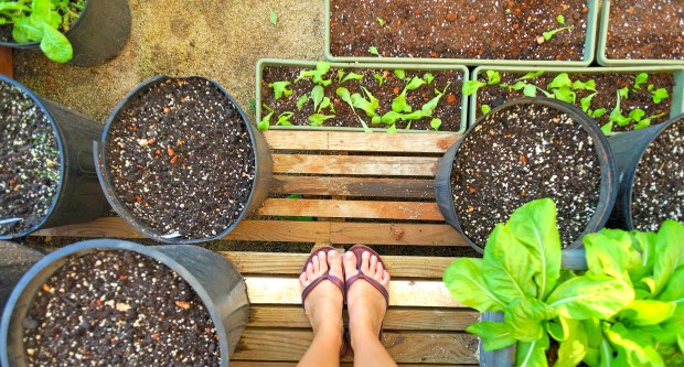 Growing, giving, light